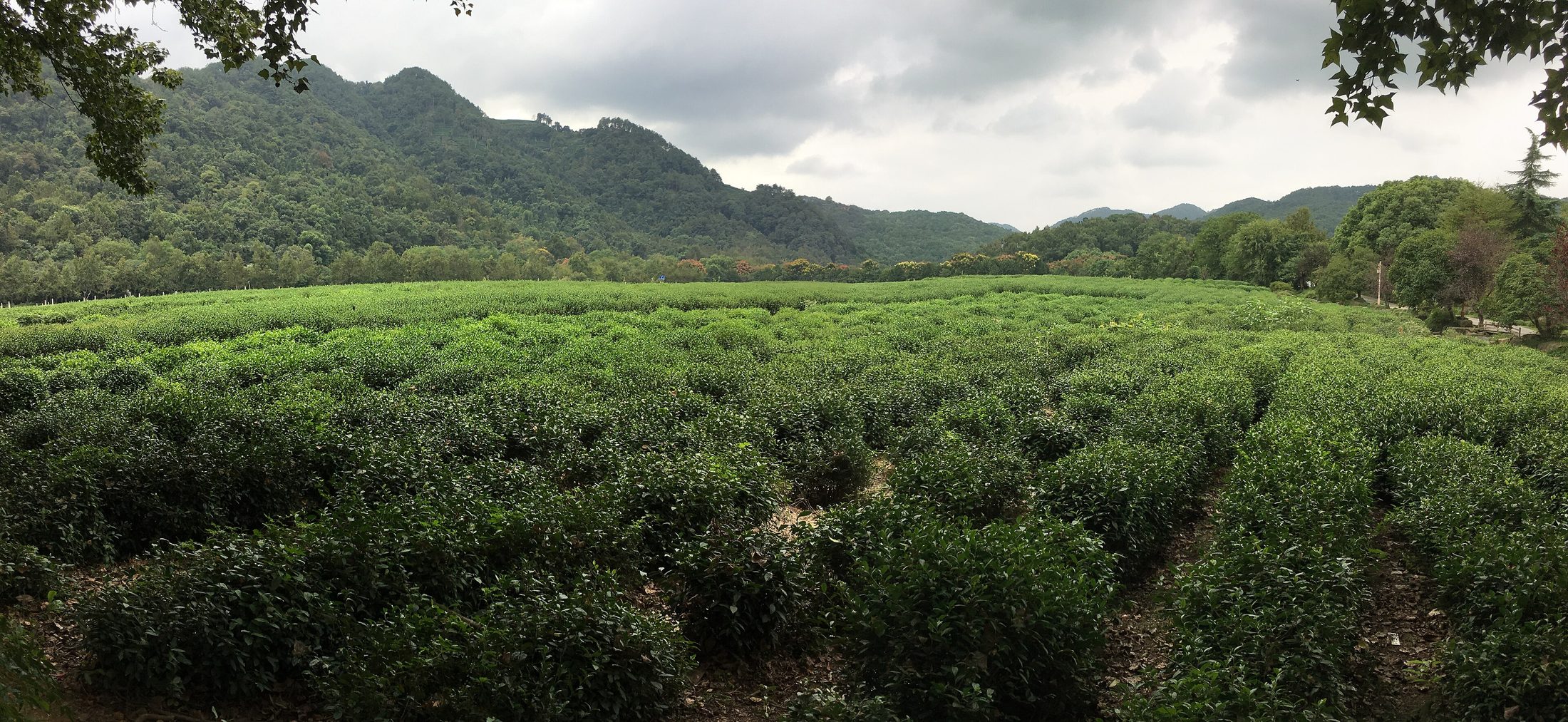China National Tea Museum in Hangzhou.
