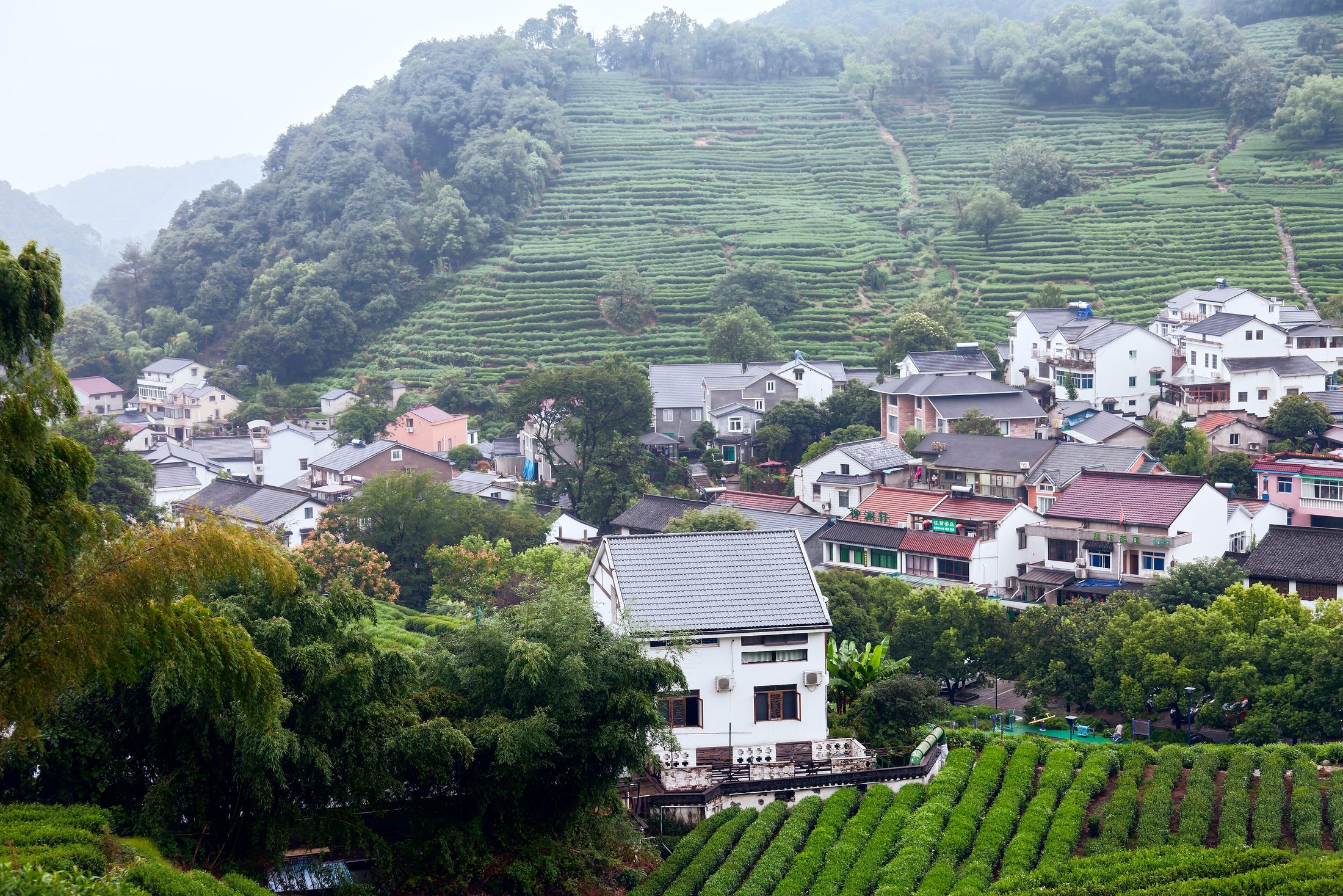 Longjing Village in Hangzhou.
