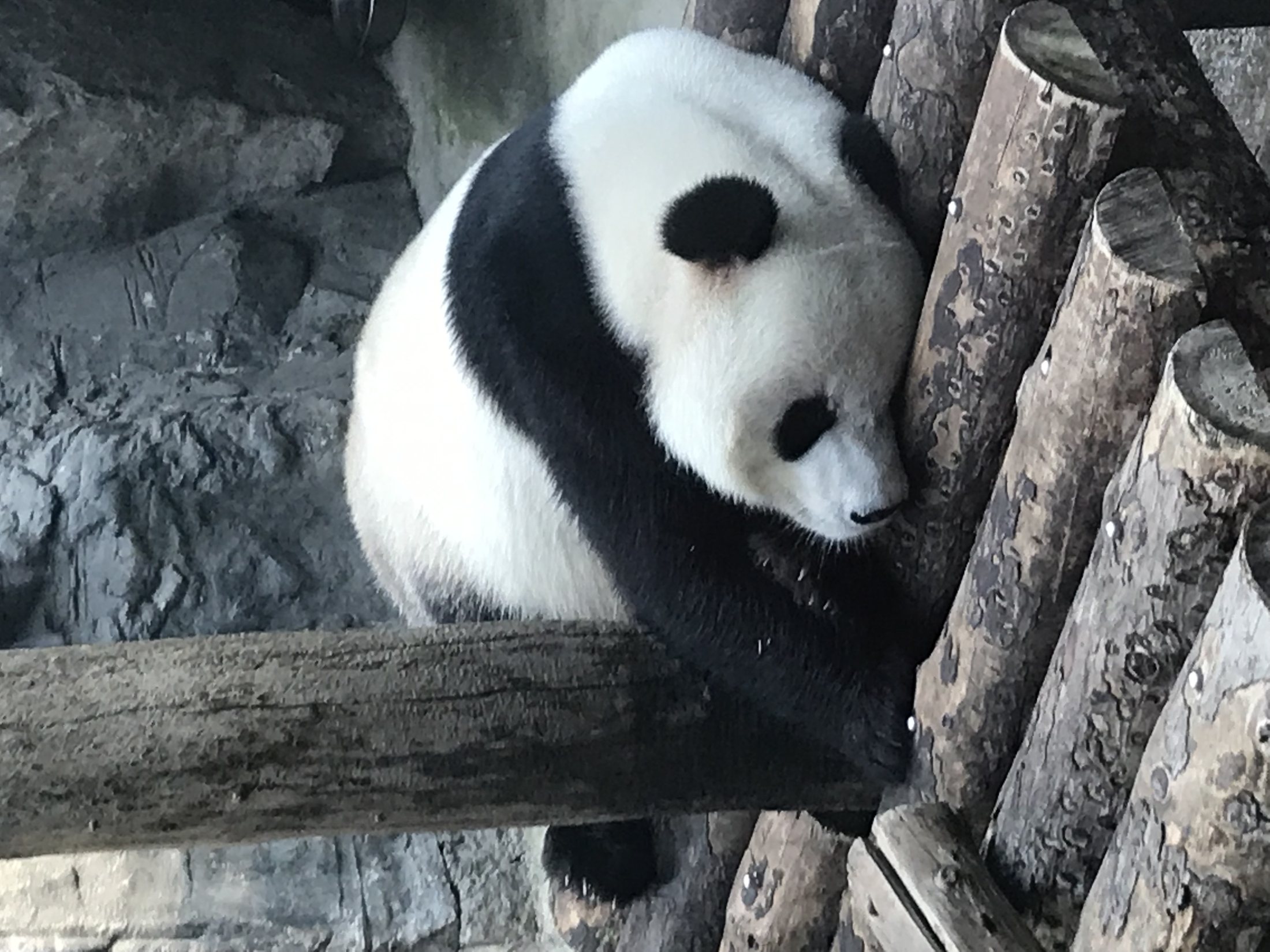 A giant panda at Beijing Zoo surrounded by bamboo and greenery.