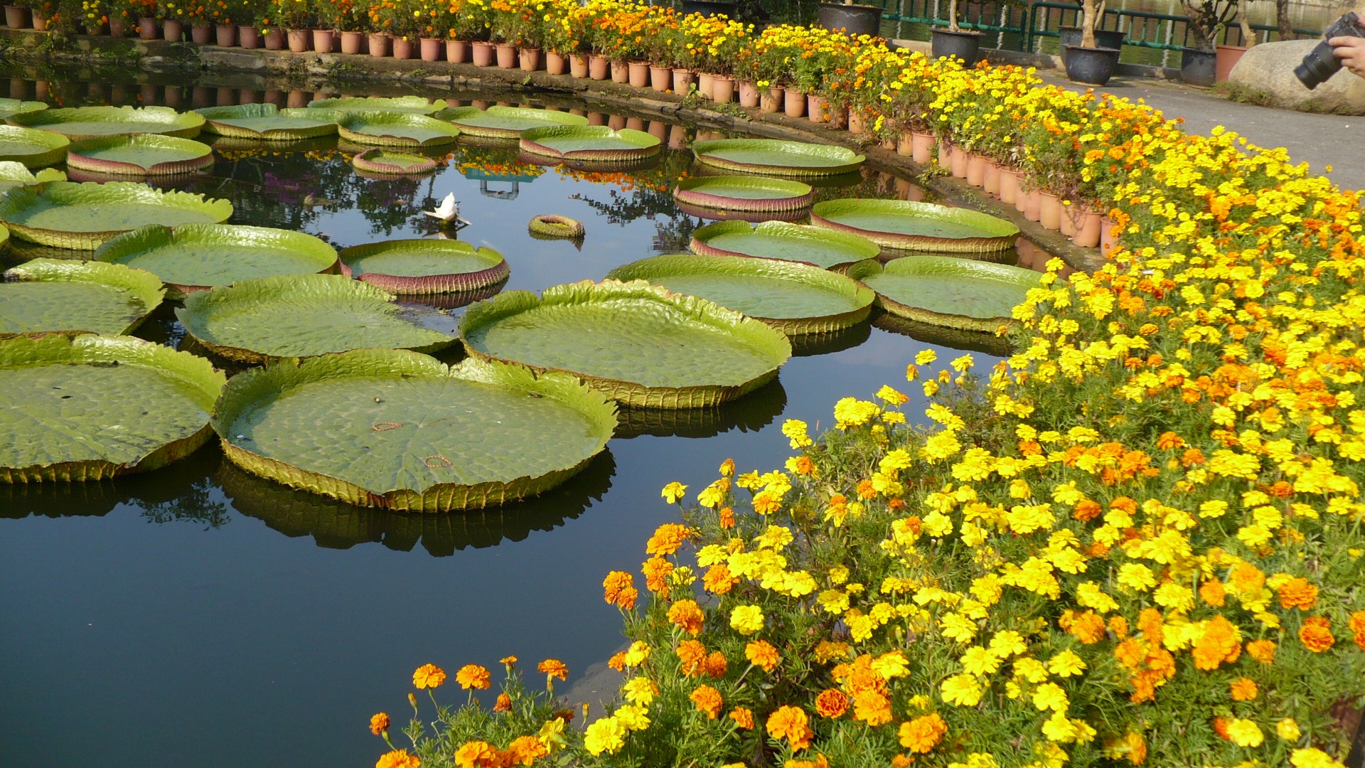 The tropical botanical garden in Xishuangbanna, where scale, humidity, and botanical excess make the south feel less decorative and more ecological.